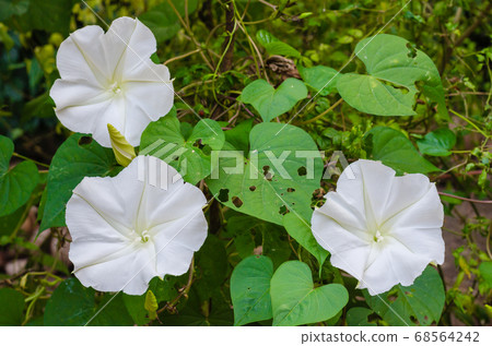 Moonflower (or Ipomoea alba is botanical name) is Blooming in Natural Garden. 68564242