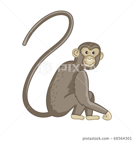 Spider monkey. Isolated wild ape with long tail 68564301