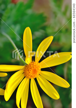 黃色花百合opstage在春天盛開 黃色花百合opstage在春天盛開 68564340