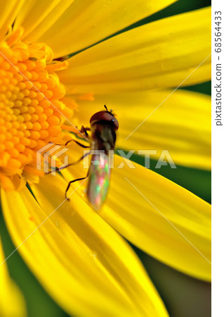 黃色花百合opstage在春天盛開 黃色花百合opstage在春天盛開 68564433