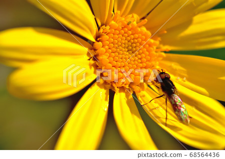 黃色花百合opstage在春天盛開 黃色花百合opstage在春天盛開 68564436