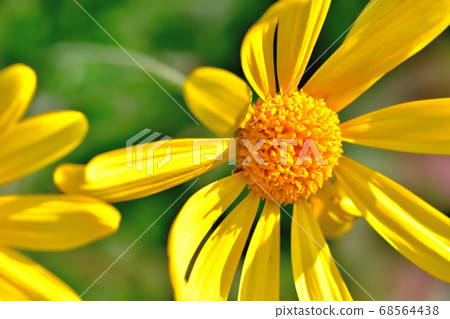 黃色花百合opstage在春天盛開 黃色花百合opstage在春天盛開 68564438