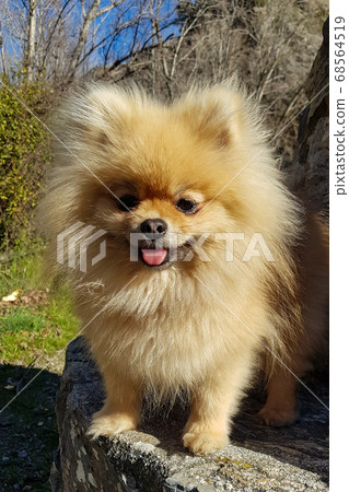 Adorable cute little brown white pomeranian dog. Standing on a bench, looking at the camera and smiling 68564519