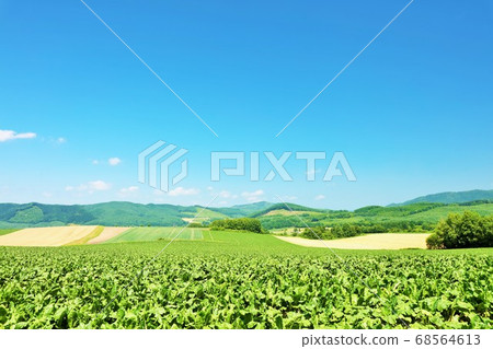 北海道夏季藍天和大片土地 68564613