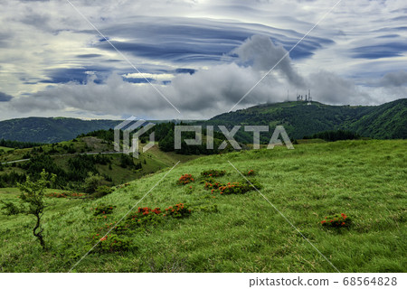 蓮花杜鵑花盛開三原高原根允 68564828