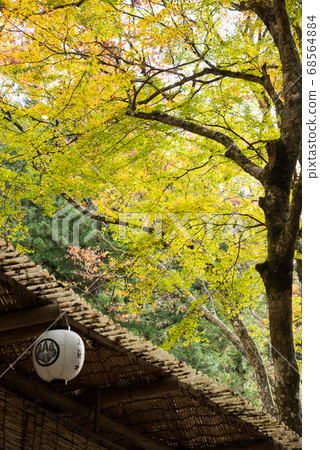 京都紀文神社的秋葉 京都紀文神社的秋葉 68564884