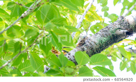 Midsummer Cicada perching on a tree 68564920