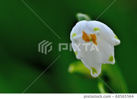 Flower snowflake blooming in spring 68565564