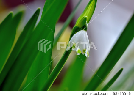 Flower snowflake blooming in spring 68565566