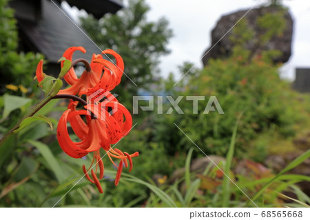 Car lily and crown rock 68565668