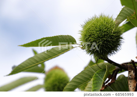 Dagger Dagger 68565993