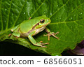 Female of the Italian tree frog (Hyla perrini) sitting on a leaf after a rainy night 68566051
