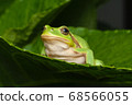 Female of the Italian tree frog (Hyla perrini) sitting on a leaf after a rainy night 68566055