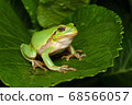 Female of the Italian tree frog (Hyla perrini) sitting on a leaf after a rainy night 68566057