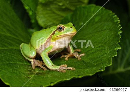 Female of the Italian tree frog (Hyla perrini) sitting on a leaf after a rainy night Female of the Italian tree frog (Hyla perrini) sitting on a leaf after a rainy night 68566057