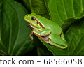 Female of the Italian tree frog (Hyla perrini) sitting on a leaf after a rainy night 68566058