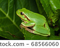Female of the Italian tree frog (Hyla perrini) sitting on a leaf after a rainy night 68566060