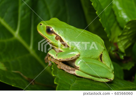 Female of the Italian tree frog (Hyla perrini) sitting on a leaf after a rainy night Female of the Italian tree frog (Hyla perrini) sitting on a leaf after a rainy night 68566060