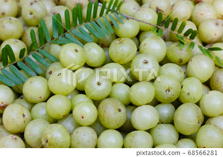 Fresh Organic Indian Gooseberry or Emblic (botanical name is Phyllanthus Emblica) is the Tropical Fruit. Fresh Organic Indian Gooseberry or Emblic (botanical name is Phyllanthus Emblica) is the Tropical Fruit. 68566281
