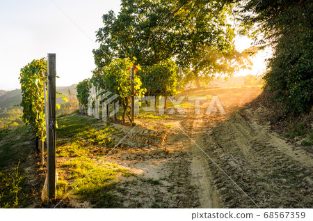 Vineyard sunset Vineyard sunset 68567359