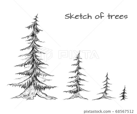 Pencil sketch of trees of different sizes. Vector Pencil sketch of trees of different sizes. Vector 68567512