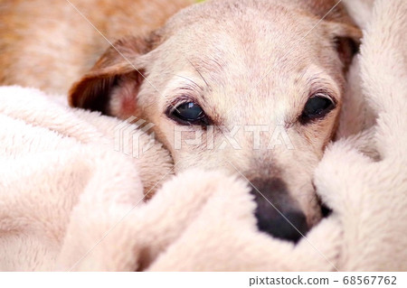 Dog with a face on a blanket Dog with a face on a blanket 68567762