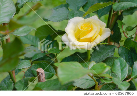 Yellow Rose is Blooming in Natural Garden. 68567900