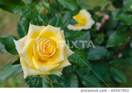 Yellow Rose is Blooming in Natural Garden. 68567903