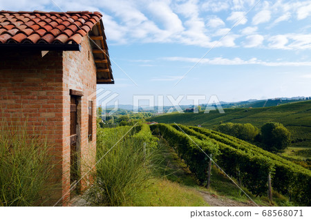 vineyard of barolo (Piedmont, Italy) vineyard of barolo (Piedmont, Italy) 68568071