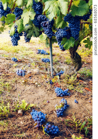 green harvest in the vineyard of barolo (Italy) 68568073