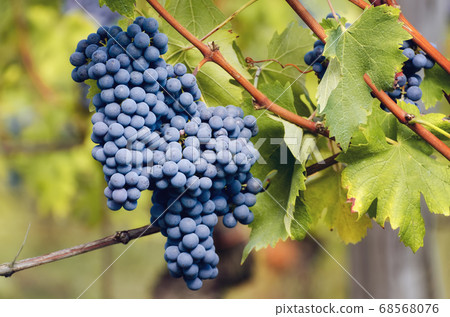 graps of nebbiolo in the vineyard of barolo graps of nebbiolo in the vineyard of barolo 68568076