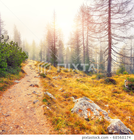 Autumn foggy landscape with pinetrees and larches Autumn foggy landscape with pinetrees and larches 68568174