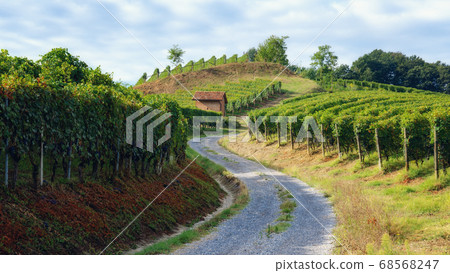 vineyard of barolo (Piedmont, Italy) vineyard of barolo (Piedmont, Italy) 68568247