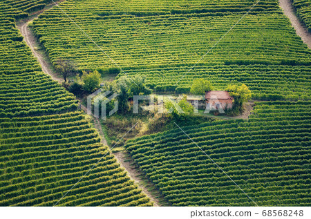 vineyard of barolo (Piedmont, Italy) vineyard of barolo (Piedmont, Italy) 68568248