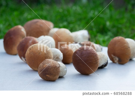 Several boletus edulis or cep. Autumn crop Several boletus edulis or cep. Autumn crop 68568288