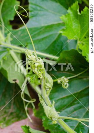 Green Young Leaves of Pumpkin Plant in Natural Garden. Green Young Leaves of Pumpkin Plant in Natural Garden. 68568289