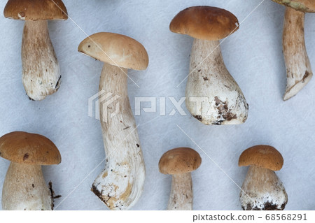 Several boletus edulis or cep. Autumn crop Several boletus edulis or cep. Autumn crop 68568291