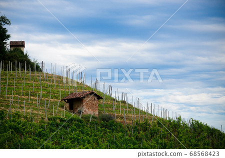 Alba, vineyards of Roero Alba, vineyards of Roero 68568423