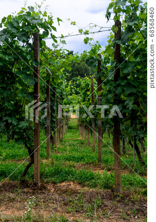 passage through the vineyards passage through the vineyards 68568460