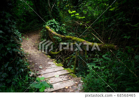 bridge in the wood 68568465
