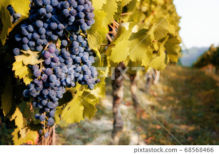 Vineyard with grapes 68568466