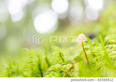 Moss and small mushrooms 68569812