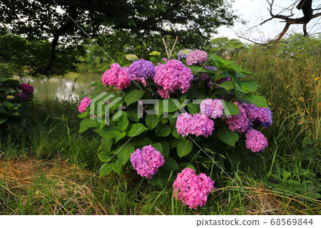 Pink flower of hydrangea blooming on the riverbed of Motoarakawa, Saitama Prefecture 68569844