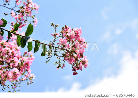 Flower of crape mybs Flower of crape mybs 68570446