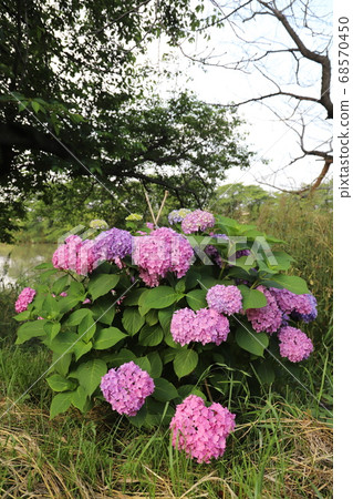 Pink flowers of hydrangea blooming on the riverbed of Motoarakawa, Saitama Prefecture Pink flowers of hydrangea blooming on the riverbed of Motoarakawa, Saitama Prefecture 68570450