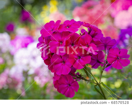 Pink garden Phlox (Phlox paniculata). Pink garden Phlox (Phlox paniculata). 68570528