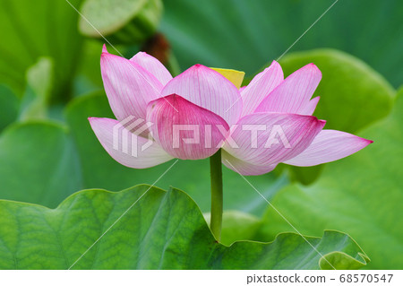 忍者池塘上野蓮花 忍者池塘上野蓮花 68570547