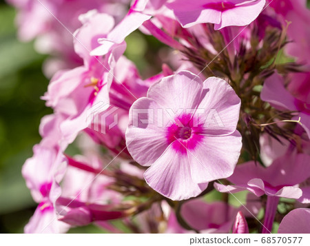Pink garden Phlox (Phlox paniculata). Pink garden Phlox (Phlox paniculata). 68570577