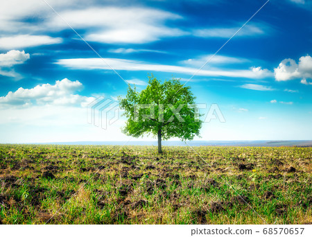 Meadow with big tree 68570657