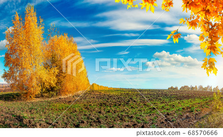 Autumn trees and field 68570666